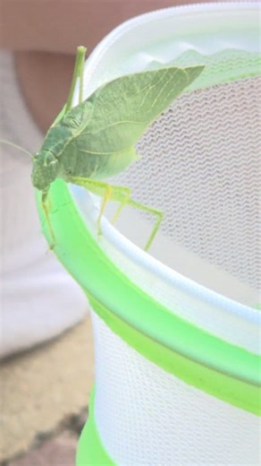 🍂 As autumn settles in here in Michigan, the evenings come alive with the gentle chorus of katydids. 🦗 These leaf-green insects are part of the grasshopper family and are known for their “katy-did, katy-didn’t” call — created by rubbing their wings together! Their songs fill the cool night air until the first hard frost brings their season to an end. I’m so thankful to have a daughter who not only notices these tiny wonders, but loves and respects all living things. Watching her connect with n