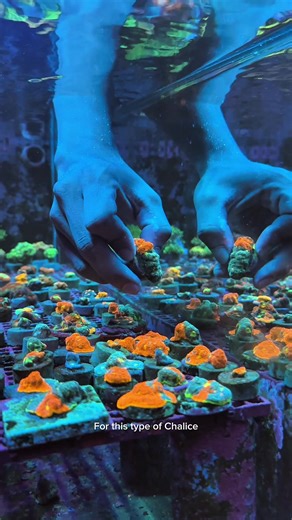Fragging the Rare WWC Rainbow Jellybean Chalice