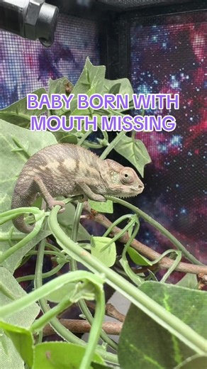 Here’s an update on the baby chameleon born with part of its mouth missing! #babychameleon #chameleonsoftiktok #reptilebreeder #reptiles #reptilesoftiktok