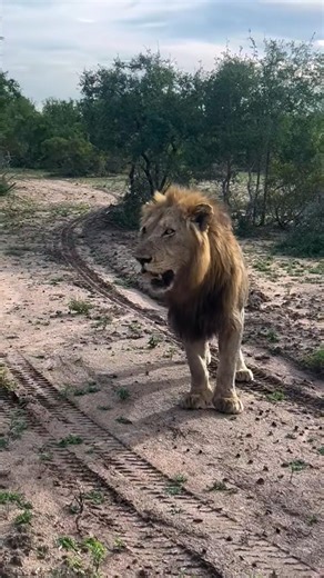 Lion #wildlifeentertainment #liontiger #wildtv #safari