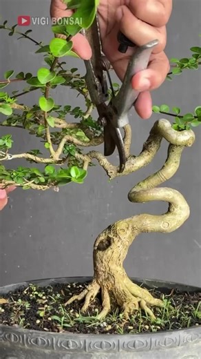 Video của HI BONSAI ART (@hi_bonsai_art) với bản nhạc nhạc nền - HI BONSAI ART