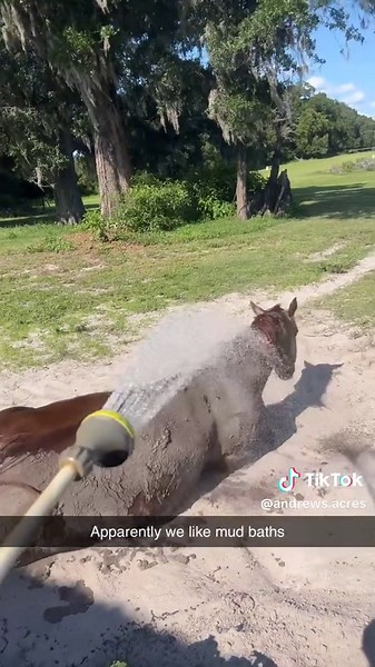 Funny Horses Rolling in the Mud