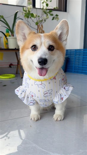 Short legs make getting dressed so easy.#dog #corgi #dogoutfit