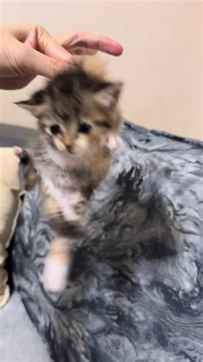 dearie (@jackiechanactiontracking)’s video of air jail