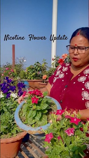 Nicotiana Alata Flower Update #shorts #shortvideo #gardeningtips #wintergarden #flowercare