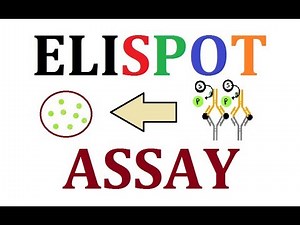 ELISPOT Assay