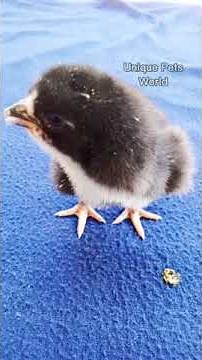 Baby Chick Chirping | Murgi ke bacche ki awaaz | Chick Sounds | Baby Chicken Sounds Murgi ke bacche