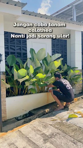 Read Caption 👇🏻•Area lembab teduh di sukai ular•Tanaman terlalu rimbun tidak terawat•Sekitar tanaman terdapat makanan ular ( tikus ,serangga dll)^^ So celathea bukan tanaman yang menarik ular secara khusus yah, aman banget kok asal pintar rawat dengan baik. | 𝓝𝓲𝓻𝔀𝓪𝓷𝓪