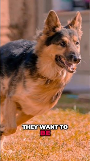 Why German Shepherds Are The Best Family Dogs