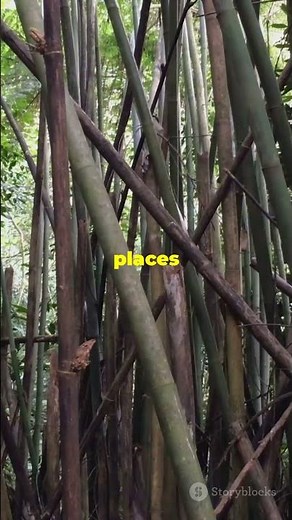 Bamboo: The Fastest Growing Plant!