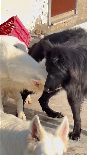 German shepherd dog #germanshepherd #germanshepheard #pets