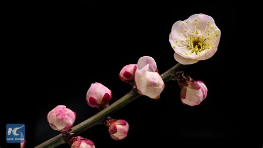 5.2K views · 32 reactions | This time-lapse showcases the mesmerizing bloom of red and white plum blossoms in Zhejiang Province, east China. Watch as the delicate petals awaken to the spring breeze, filling the air with beauty and fragrance. | Xinhua Culture&Travel | Facebook