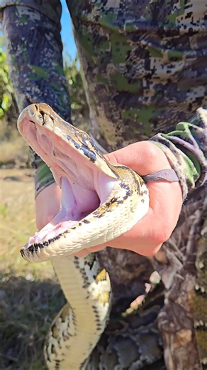 FEISTY MALE BURMESE PYTHON!