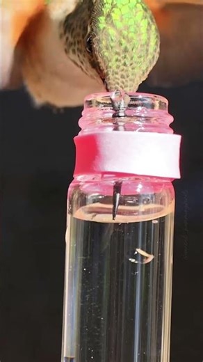 Will only see this in slow motion#hummingbird#tonque#slowmo