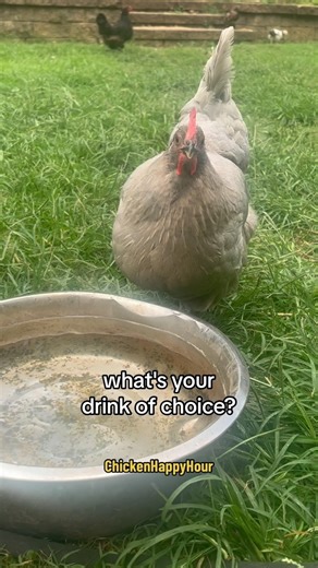 198K views · 426 reactions | A chicken’s fav cocktail: mud water straight up extra dirty with a poop garnish  奈 #chickens #chickensofinstagram #poop #backyardchickens #iykyk #chickenlife #funnyanimals #chickenhappyhour TY @amusicalweapon & also credit to @nhhomesteaders for bringing this audio to the chicken world 﫶 | Chicken Happy Hour | Facebook