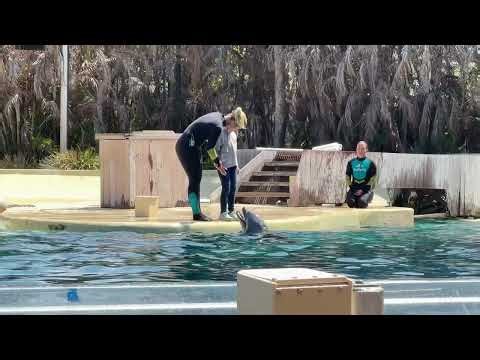 Dolphins show - SeaWorld Orlando