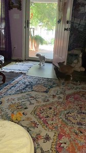 64K views · 5.9K reactions | We is all doing a protecticate front door and kitchen door chasing pesky squirrels off!!!❤️ | Choco the Macho Chihuahua | Facebook