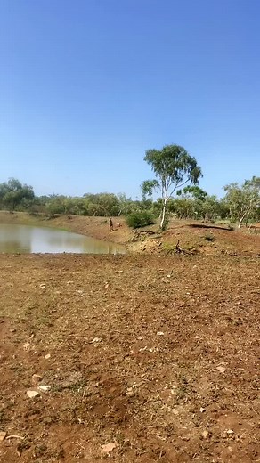 Kangaroo and Dog Interaction Near a Pond