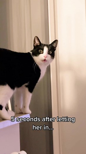 #katze #cats #catsoftiktok #fyp #neko #gatos #chats #猫 #adoptdontshop #cattok #cat #catoftheday