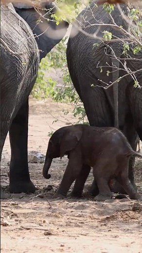 The Columbus Zoo Has a NEW Baby Elephant! 🐘