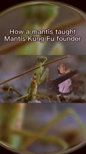 Can u imagine how a mantis taught Mantis Kung fu founder? Enjoy n Give like for mantis kung fu master (Who is it?) n founder's talent n efforts. BTW, enjoy my another video showing how this founder follows his master （pls go to my profile n find that video ） The actions in this video are performed by professionals or supervised by professionals. Do not attempt without professional training. #mantisboxing #mantis #kungfumantis #kungfu #chinesestyle #foryou #fyp #tiktok #martialarts #wushu #martia