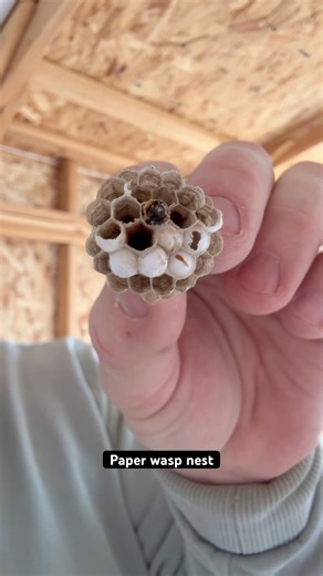 Paper wasp nests - found in shed #wasp #paperwasp #utah #youtubeshorts #justforfun