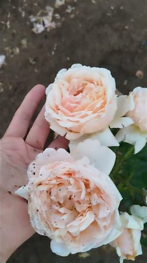 Hybrid tea rose 🌹 Tropicana.