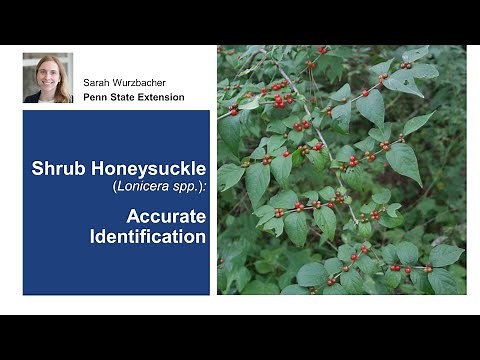 Shrub Honeysuckle: Accurate Identification