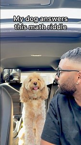 Mini Cockapoo is Capable of Answering This Riddle 😳