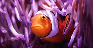 12 English Words Even Native Speakers Pronounce Wrong