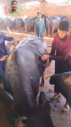 Sindh mein ek nai rasam hai Punjab se Bhains lekar gaye hain pahle Uske ball utarte Hain