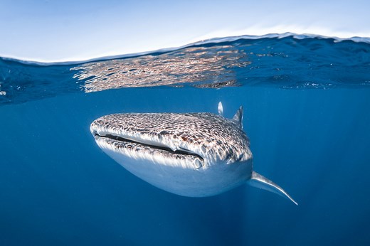 Whale Shark Diving: The 13 Best Dive Sites in the World