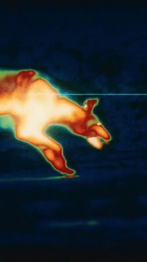 13K views · 46 reactions | "Prey" is packed with references to past "Predator" movies, but this disgusting moment might be the cleverest one. #Prey #Predator #SciFi | Looper | Facebook