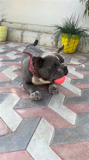 🅳🅴🆅 🅶🅾🅳🅰🆁🅰 on Instagram: "American Bulldog Nano Size | Imported from Another Country | Rare Small Size Bulldog ✅✅ #viral #trending #dog #doglover #bulldog"