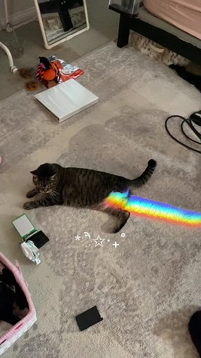 hehe ive got a nyan cat :33 #nyancat #meow | Nyan Cat