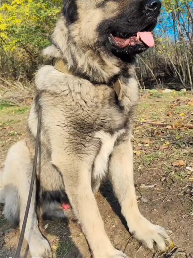Explore the Caucasian Shepherd Dog Breed