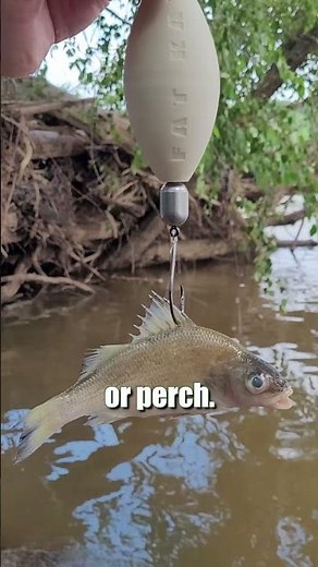 3 River Fishing Tips To Catch More Blue, Flathead & Channel Catfish: FATKAT Best Catfishing Rigs!