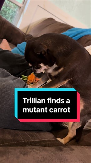 Trillian found a mutant carrot in my garden and it has become her new treasure #chihuahua #chihuahuastiktok #dogsoftiktok #moodeng