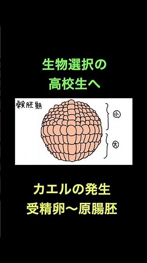 106 カエルの発生（受精卵〜原腸胚）