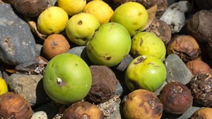 This ‘tree of death’ is the most dangerous in the world