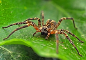 Spider Symbolism & Meaning (  Totem, Spirit & Omens)