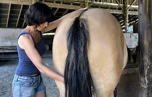 Healing Gelding Castration Scars & Adhesions