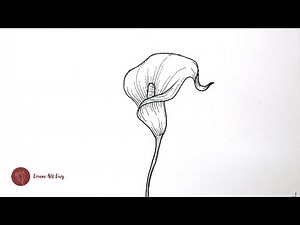 Step-by-step Calla lily drawing tutorial