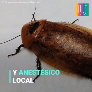 Una cucaracha sudamericana enferma llegó hasta un hospital veterinario en la ciudad de Krasnoyarsk, Rusia. Sorprendidos, los médicos la hospitalizaron y analizaron: tenía un embarazo riesgoso y debían intervenirla. Síguenos en nuestro canal de YouTube: http://bit.ly/yt-upsocl | Upsocl Verde
