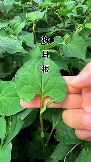 659K views · 9.4K reactions | 闻一下它的叶子，有很浓的 #鱼腥味， #鱼腥草 的味道虽然不是每个人都喜欢，但却是为宝贵的中药材 | 植物草药 | Facebook