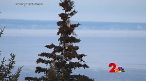 43K views · 1.3K reactions | Ever seen a lynx in a tree? How about two of them? Great social distancings guys! Thank you for the photo Bobbi! #Alaska #Anchorage #Lynx #SocialDistancing #Animals | Alaska's News Source | Facebook