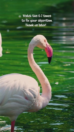 Discover the Wildlife at Dubai Safari Park