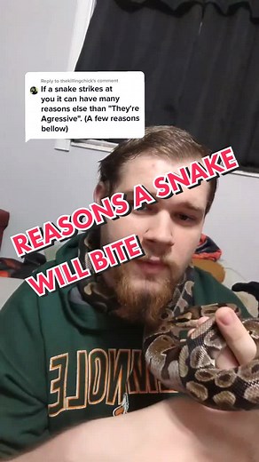 Reasons Why a Snake Will Bite: Exploring Ball Pythons Behaviour