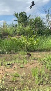 Eagle 🦅🦅 attack on Bird moment ! #eagle #birds #eagles #nature #bird #wildlife #baldeagle #birdphotography #wildlifephotography #birdsofinstagram #photography #birdsofprey #art #naturephotography #eagletattoo #f #raptors #tattoo #raptor #animals #birdofprey #usa #love #america #eaglesofinstagram #animal #falconry #hawk #falcon #boise | wildlife park