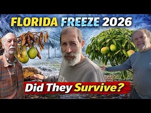 2026 Florida Freeze Aftermath | What Survived, What Didn’t & What NOT to Do Next